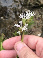 Marshallia trinervia