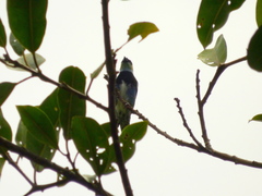 Stilpnia nigrocincta