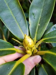 Rhododendron macrophyllum