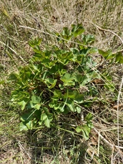 Ligusticum scothicum