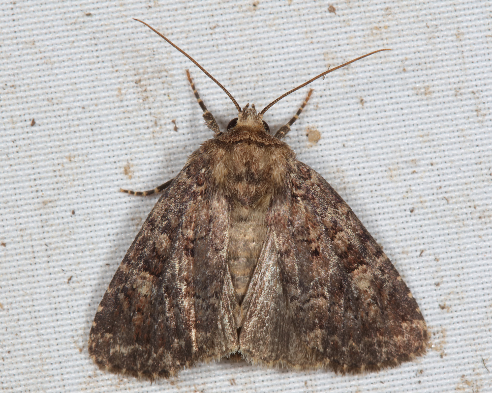 Goodell's Arches Moth from Groton yard, MA, USA on June 7, 2021 at 09: ...