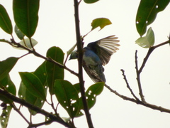 Stilpnia nigrocincta