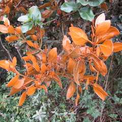 Dendrophthora avenia