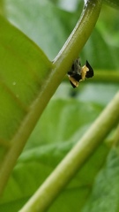 Membracis foliatafasciata