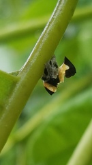 Membracis foliatafasciata