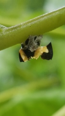 Membracis foliatafasciata