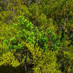Veronica rakaiensis
