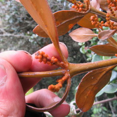 Dendrophthora avenia