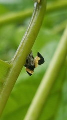 Membracis foliatafasciata