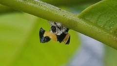 Membracis foliatafasciata