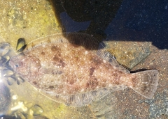Citharichthys sordidus