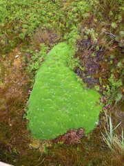 Abrotanella forsteroides