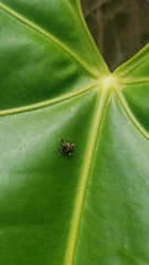 Zygops