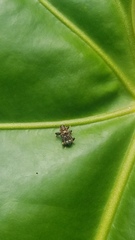 Zygops