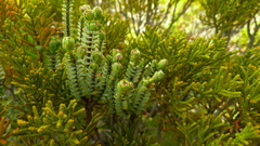 Pimelea traversii