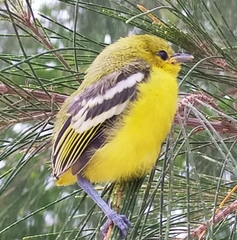 Common Iora photo 5