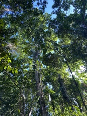 Philodendron hederaceum