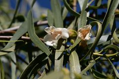 Eremophila bignoniiflora