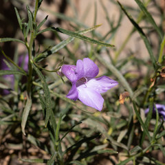 Eremophila gilesii