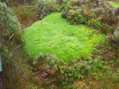 Abrotanella forsteroides