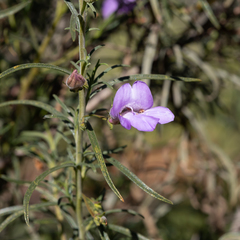 Eremophila gilesii