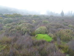 Abrotanella forsteroides