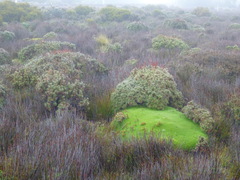 Abrotanella forsteroides