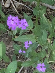 Hesperis matronalis