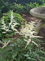 Astilbe × arendsii