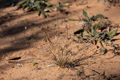 Tripogonella loliiformis
