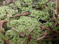 Hypopterygium didictyon