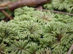 Hypopterygium didictyon