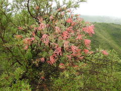 Tristerix verticillatus