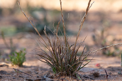 Tripogonella loliiformis
