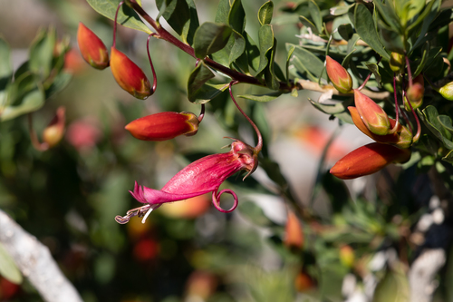 Eremophila maculata