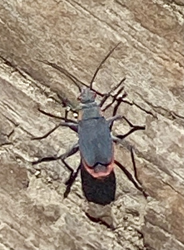 iNaturalist observation photo of Red-shouldered Bug