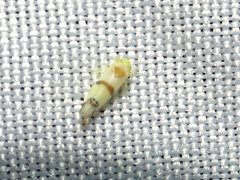 Empoa gillettei