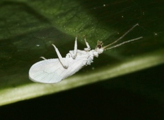 Conwentzia
