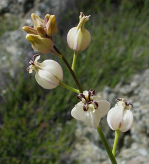 Caulanthus amplexicaulis barbarae