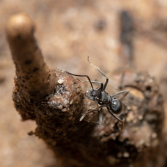 Polyrhachis sokolova