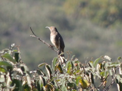 Toxostoma curvirostre