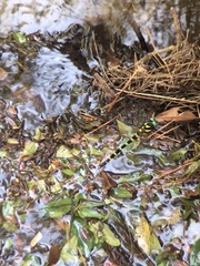 Anotogaster sieboldii