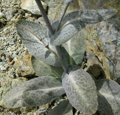 Caulanthus amplexicaulis barbarae