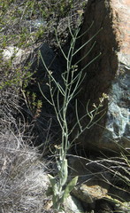 Caulanthus amplexicaulis barbarae