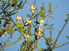 Araujia angustifolia