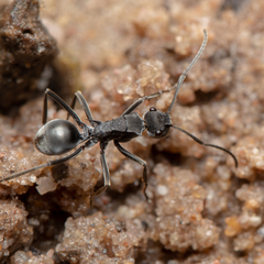 Polyrhachis sokolova