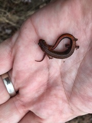 Plethodon websteri