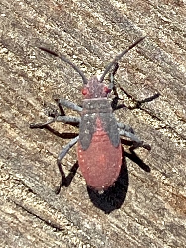iNaturalist observation photo of Red-shouldered Bug