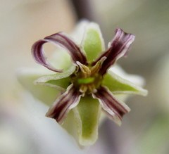 Caulanthus amplexicaulis barbarae