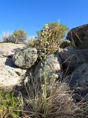 Melanthieae